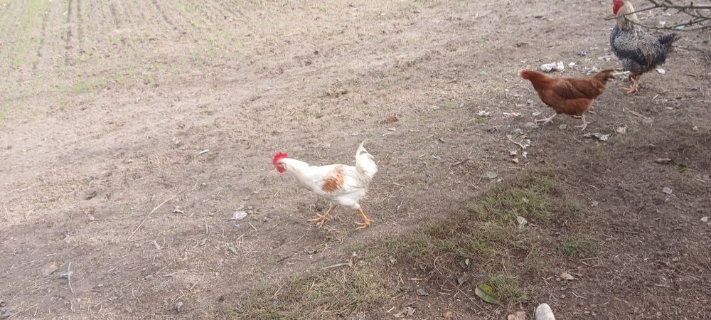 Sprzedam lub zamienię