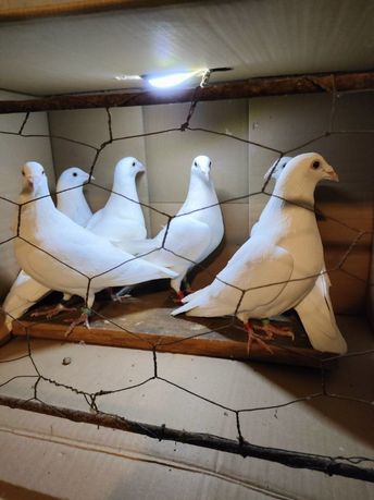 Gołębie białe pocztowe 4 sztuki
