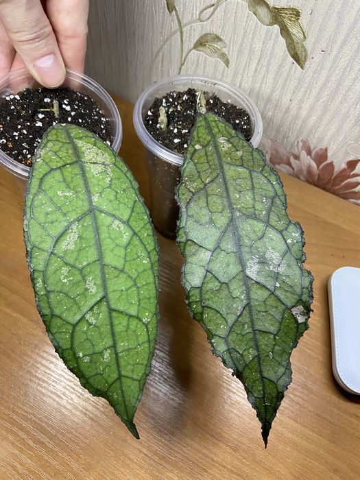 Клеменсіорум.