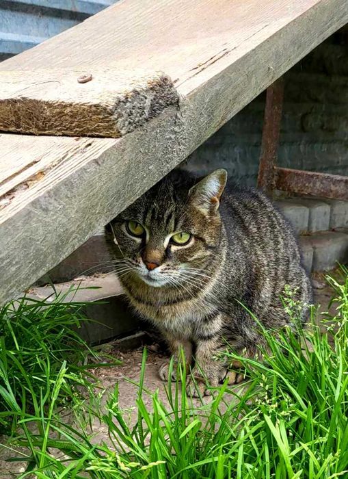 Trufla - piękna kotka szyka domu, adopcja, kot, szykam kota