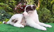 Piesek Border Collie ZKwP po imporcie z USA