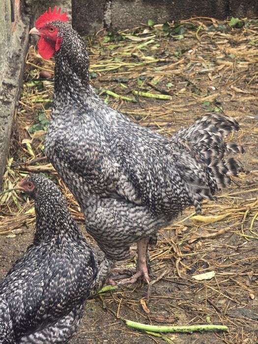 Vendo galos malines
