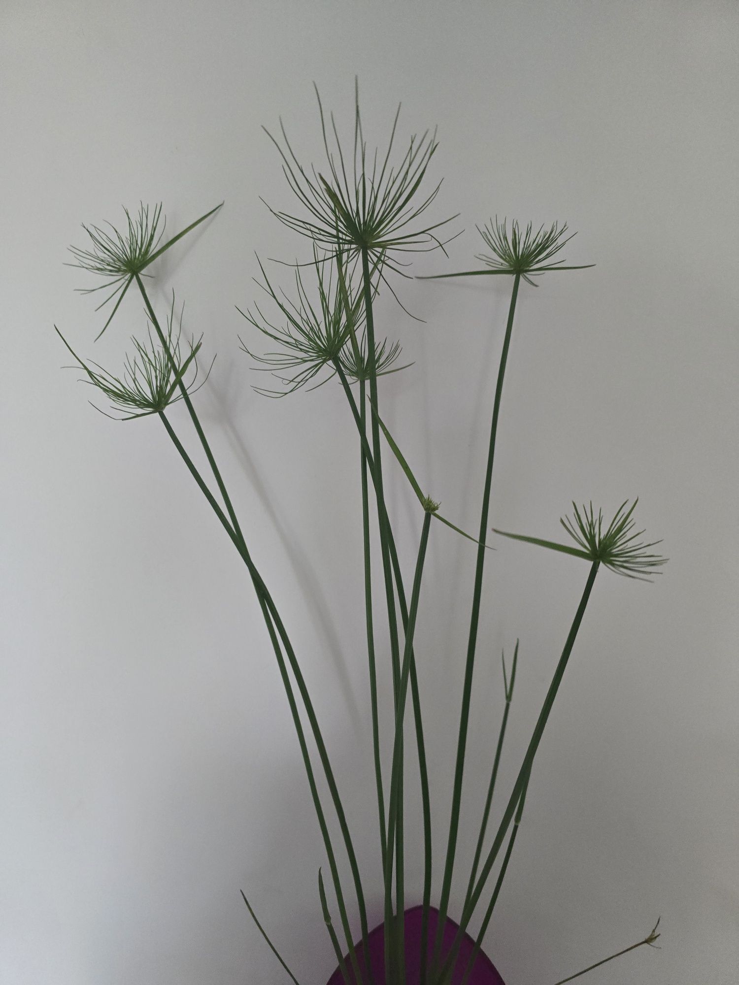 Papirus Haspan wys 55 cm że