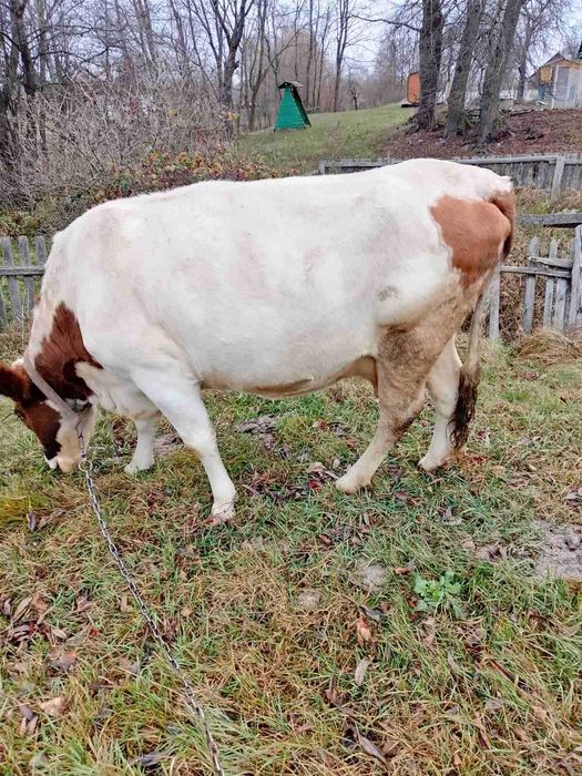 Продам корову на утримання