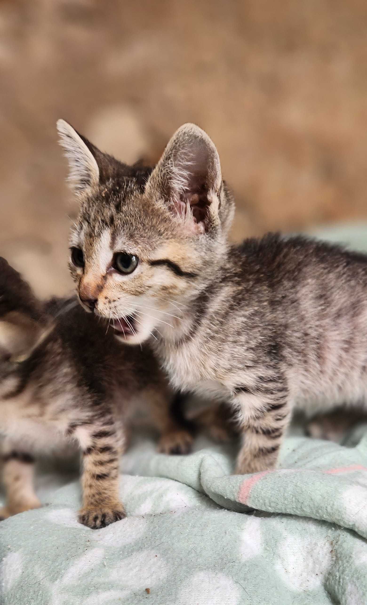 Gatinhos com quase dois meses para adoção