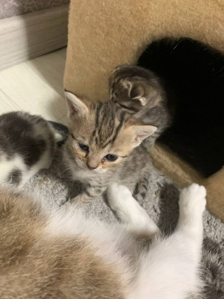 Котята в добрые руки