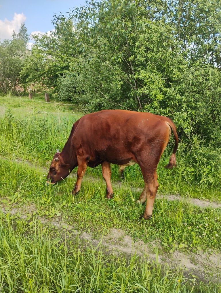 Sprzedam rocznego byka