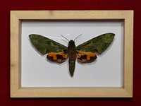 Motyl w ramce , 14 x 10 cm . EUCHLORON MEGEARA 100 mm . Kamerun .