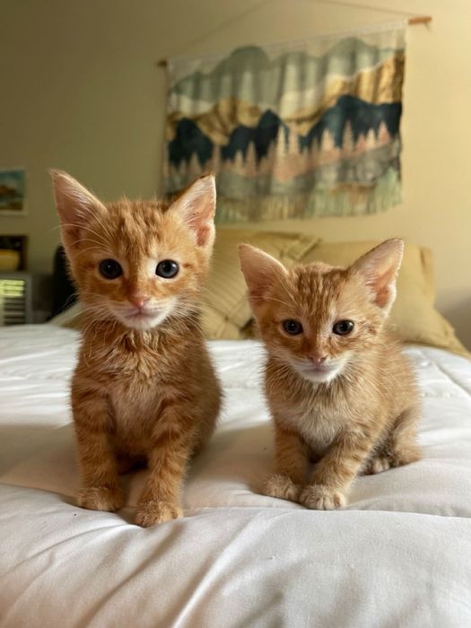 Кошеня. Рижий. Риже. Чорний. Чорне. Котята. Коты. Когки. Кот. Кошка.