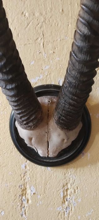 Antylopa ORYX rogi poroże trofeum Afryka
