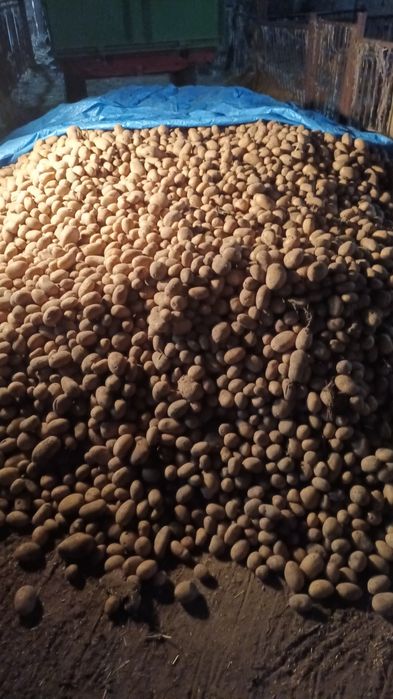 Ziemniaki Katania Ricarda Melody