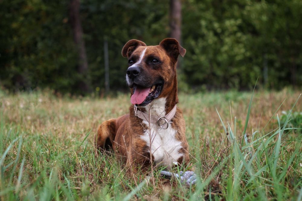 Thor- pies do adopcji