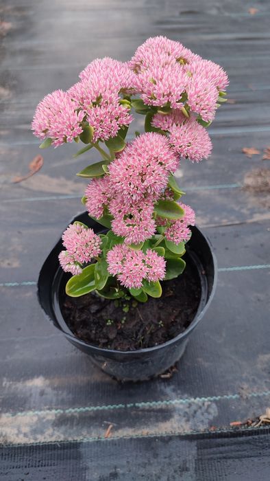 Очиток рожевий седум p9