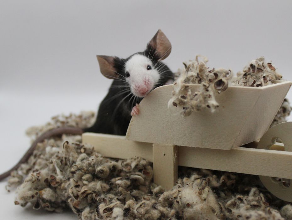 Myszki rasowe różne odmiany