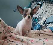 Chihuahua FCI ZKwP Piesek