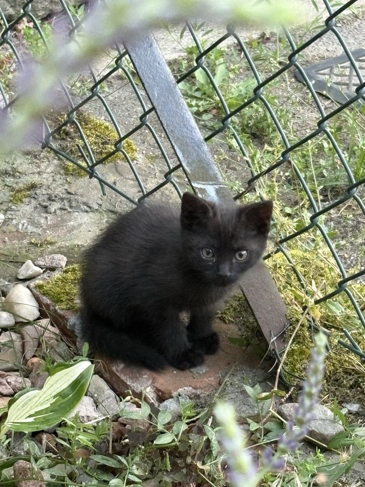 Kociaki do adopcji szukają domu