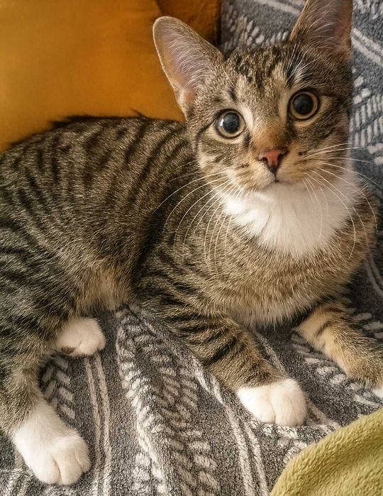 Poznań i okolice - kocurek Leon szuka domu