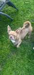 Chihuahua pies liliowy