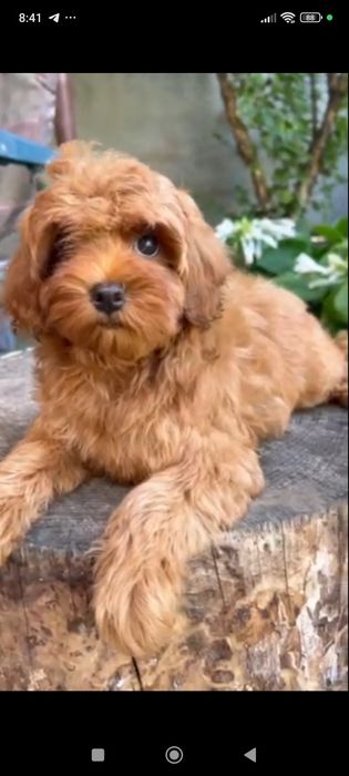 Девочка мини мальтипу