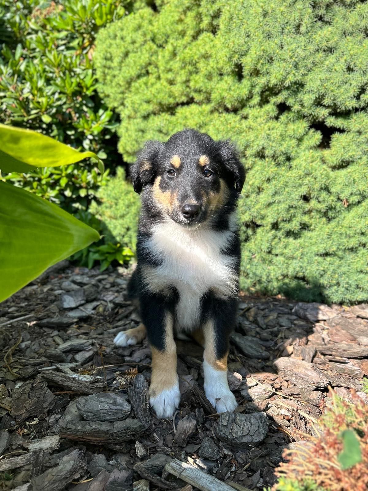 Owczarek szkocki Collie czarny