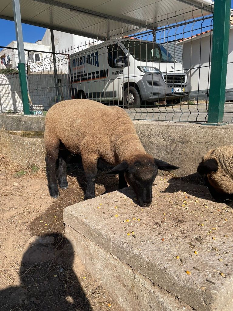 Borrego suffolk puro com três meses e meio