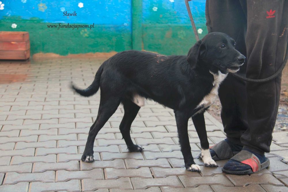 Sławik szuka właściciela