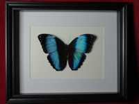 Motyl w ramce / gablotce 27 x 22 cm . Morpho achilles / helenor 130 mm