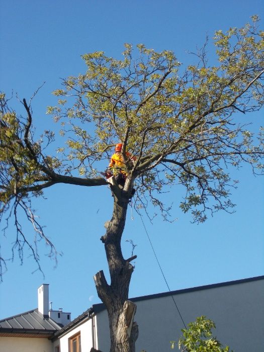 cięcie przycinanie wycinka drzew Lutomiersk Łódź Aleksandrów Pabianice