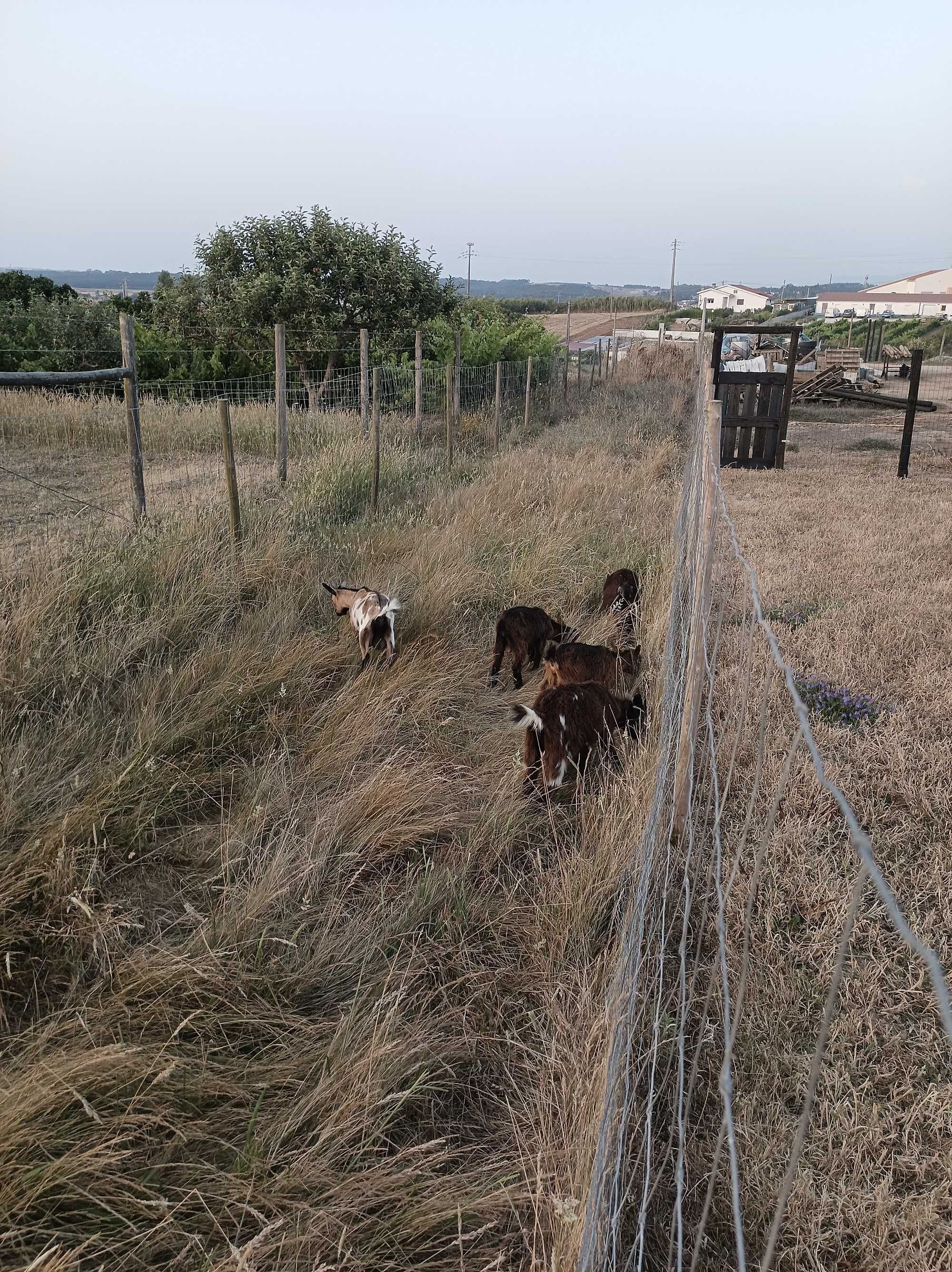 Tenho cabras fêmeas jovens anãs para vender muito meigas