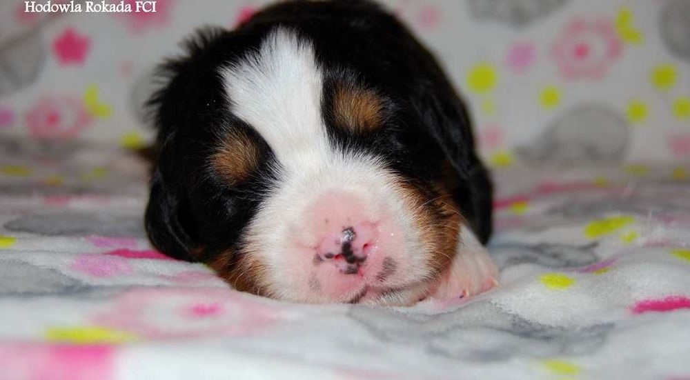 Berneński pies pasterski piękne szczenięta z rodowodem ZKwP/ FCI