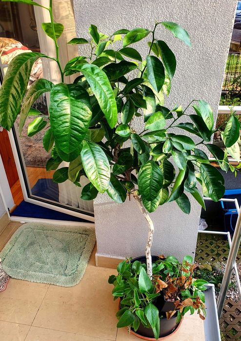 drzewko cytryny 15 lat