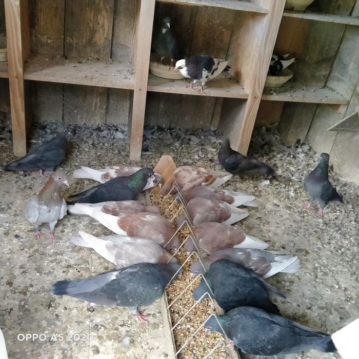 Kumru  tureckie- pary.