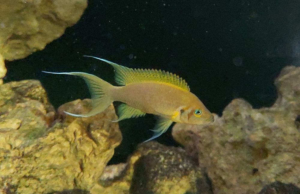 Неолампрологус пульхер(Дафаділ)