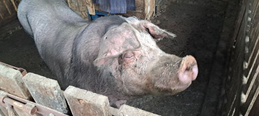 Продам кнура породи дюрок