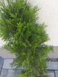 Tuje w doniczkach 80 cm