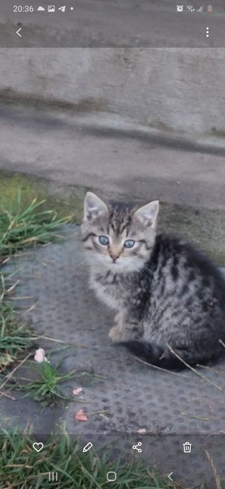 Кошеня 1.5 місяці дівчинка