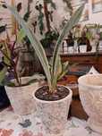 Wyjątkowa Sansevieria metalica variegata