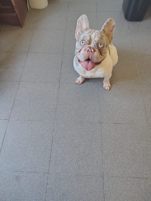 Buldogue Francês Lilac ,azul isabella para reserva