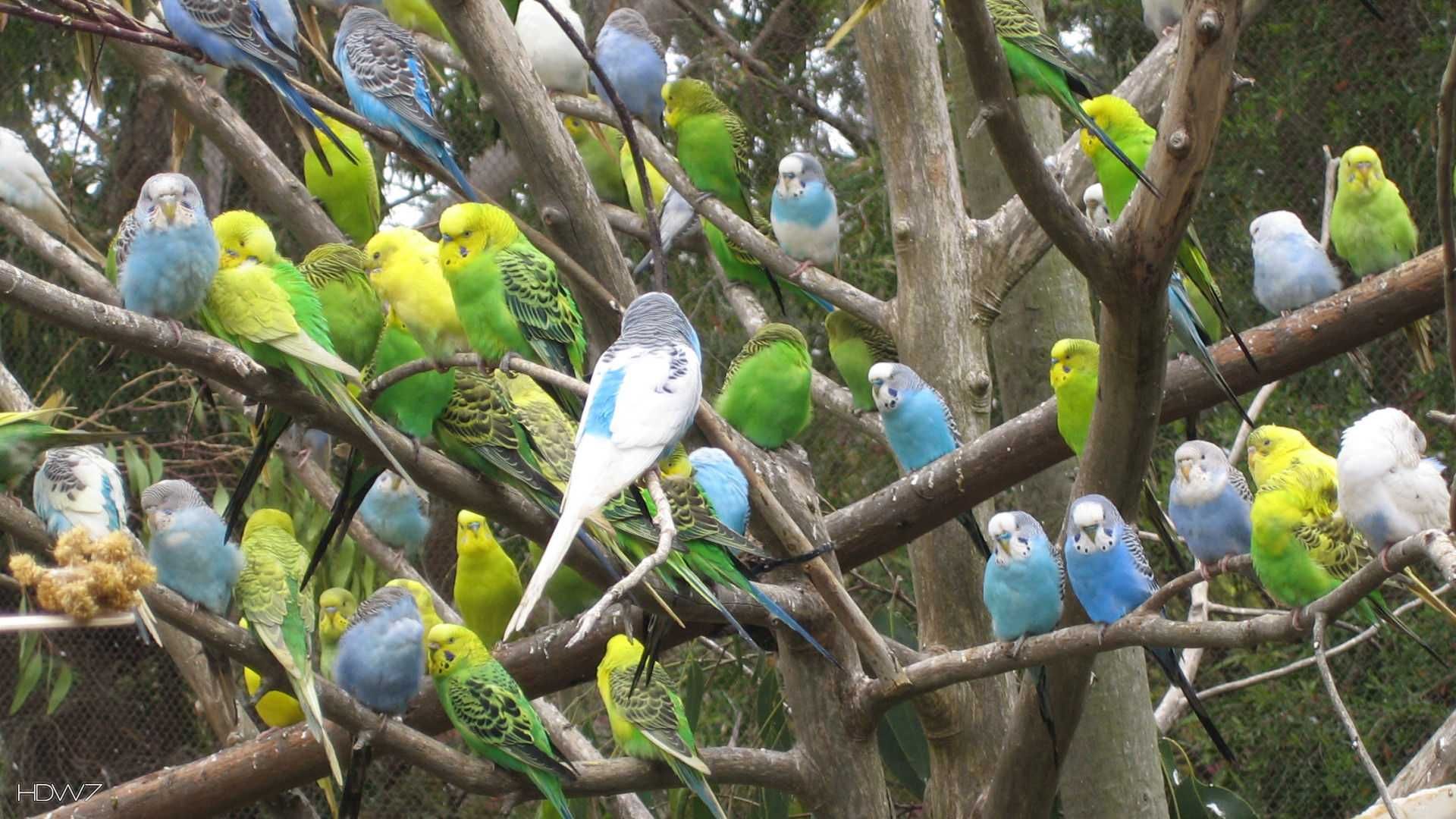 vendo pombos de leque e rolas