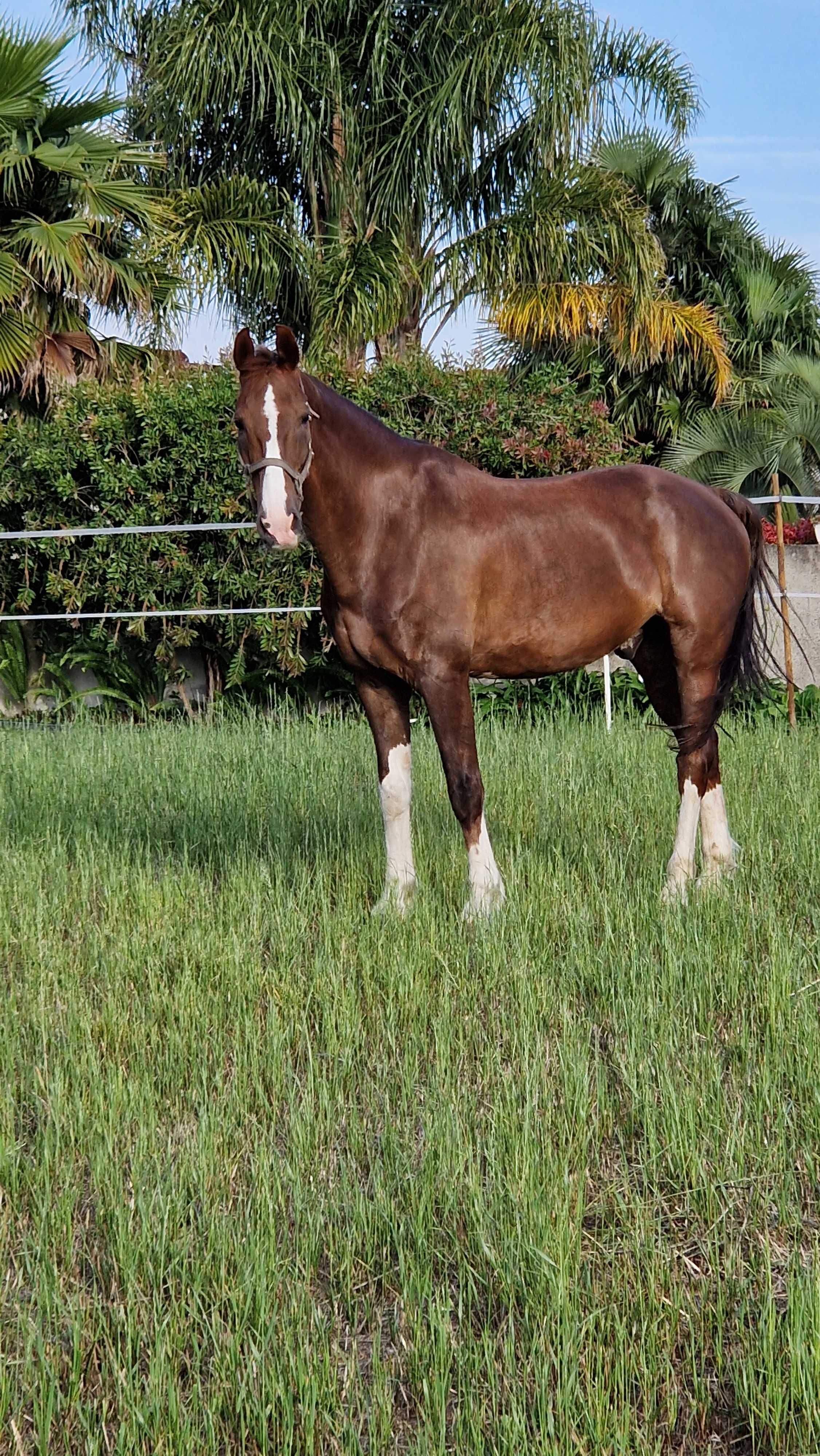 KWPN puro de 18 anos - cavalo calmo e dócil
