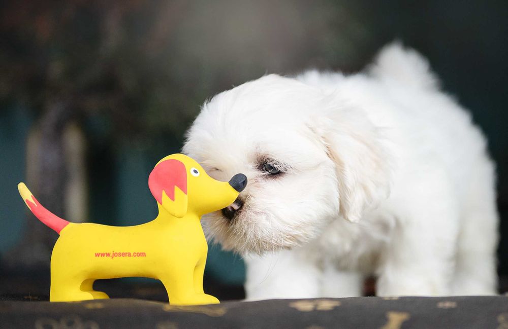 Lhasa Apso - rodowód FCI