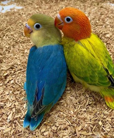 Папуги нерозлучники відомі своєю соціальною природою