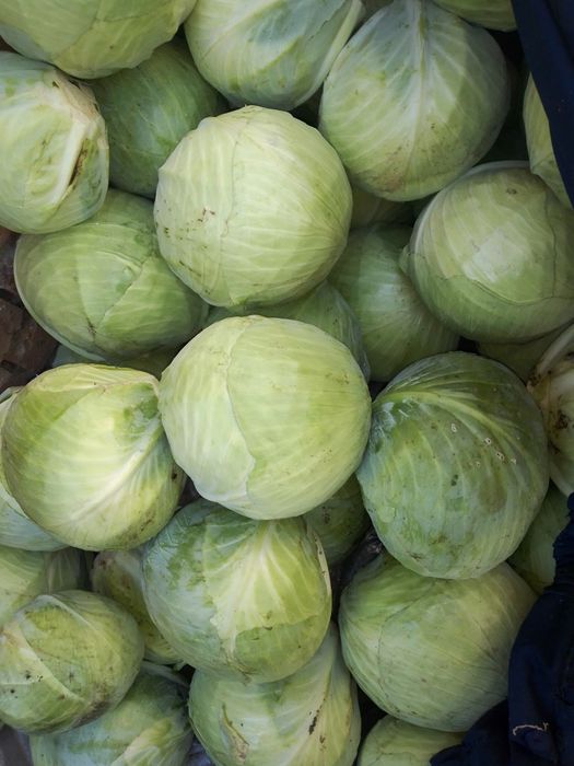 Продам капусту 30 кг