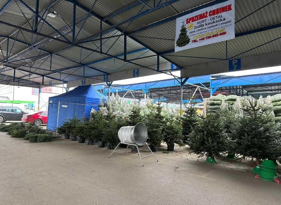 Jodła Kaukaska Nordman Gałęzie Gałązki Stroisz Dostawa Gratis