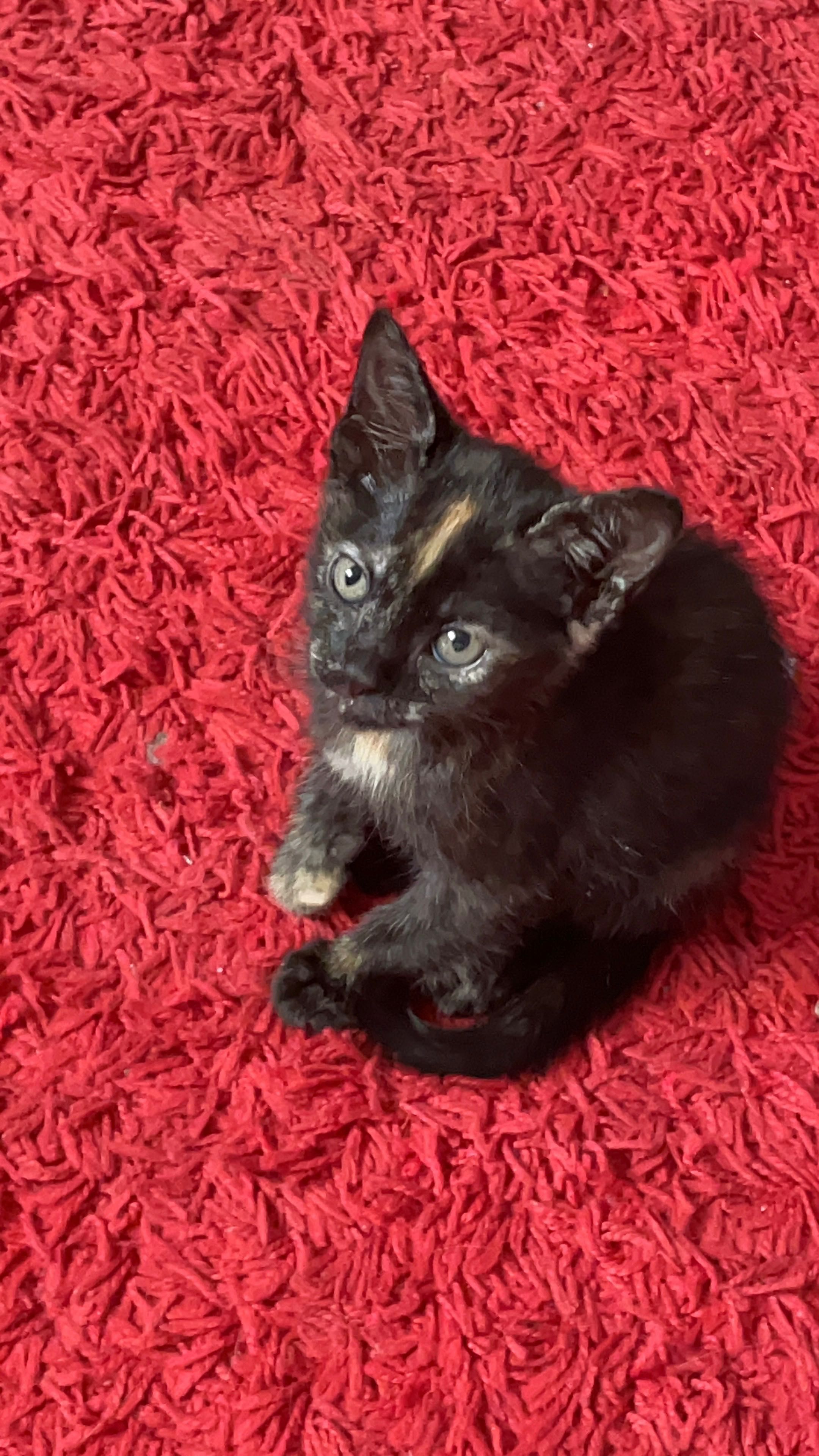 Dasse gatinhos bebés
