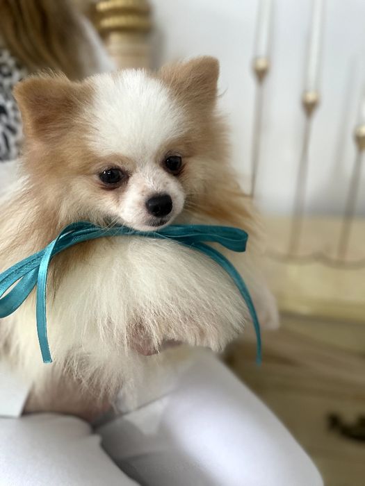 Померанські шпіци — Маленькі моделі для обіймів