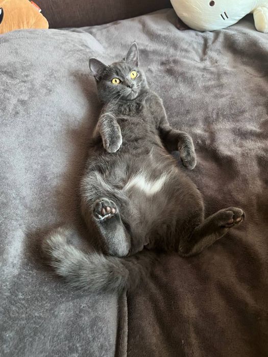 віддаємо кошеня віком 4 місяці