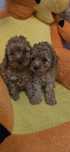 Maltipoo F1b suczka do odbioru