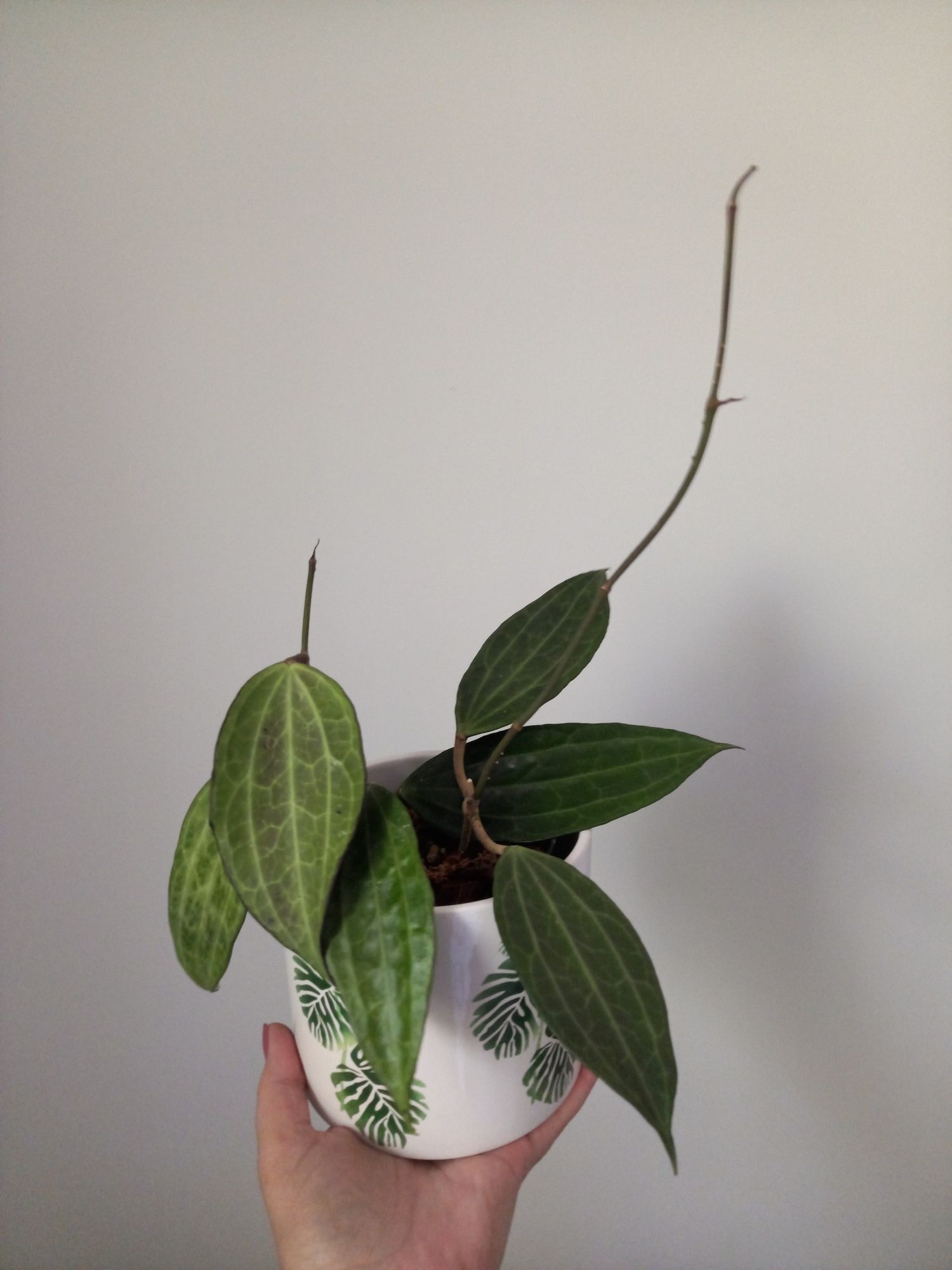 Hoya Macrophylla dwie sadzonki