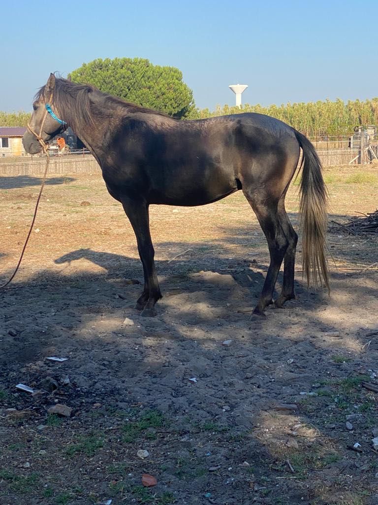 Cavalo cruzado lusitano com 3 anos